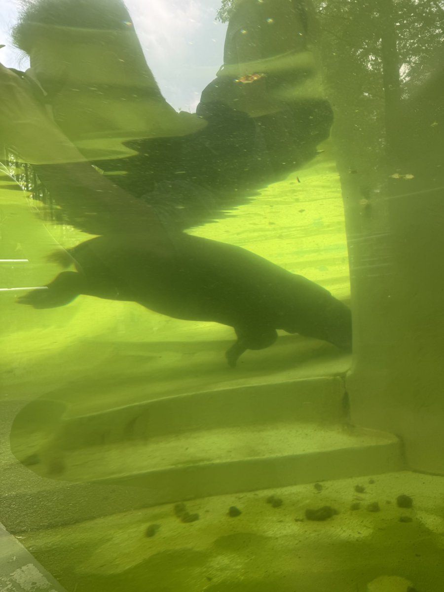 Miki Ave tweet media