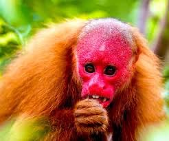 Iso Solo tweet media