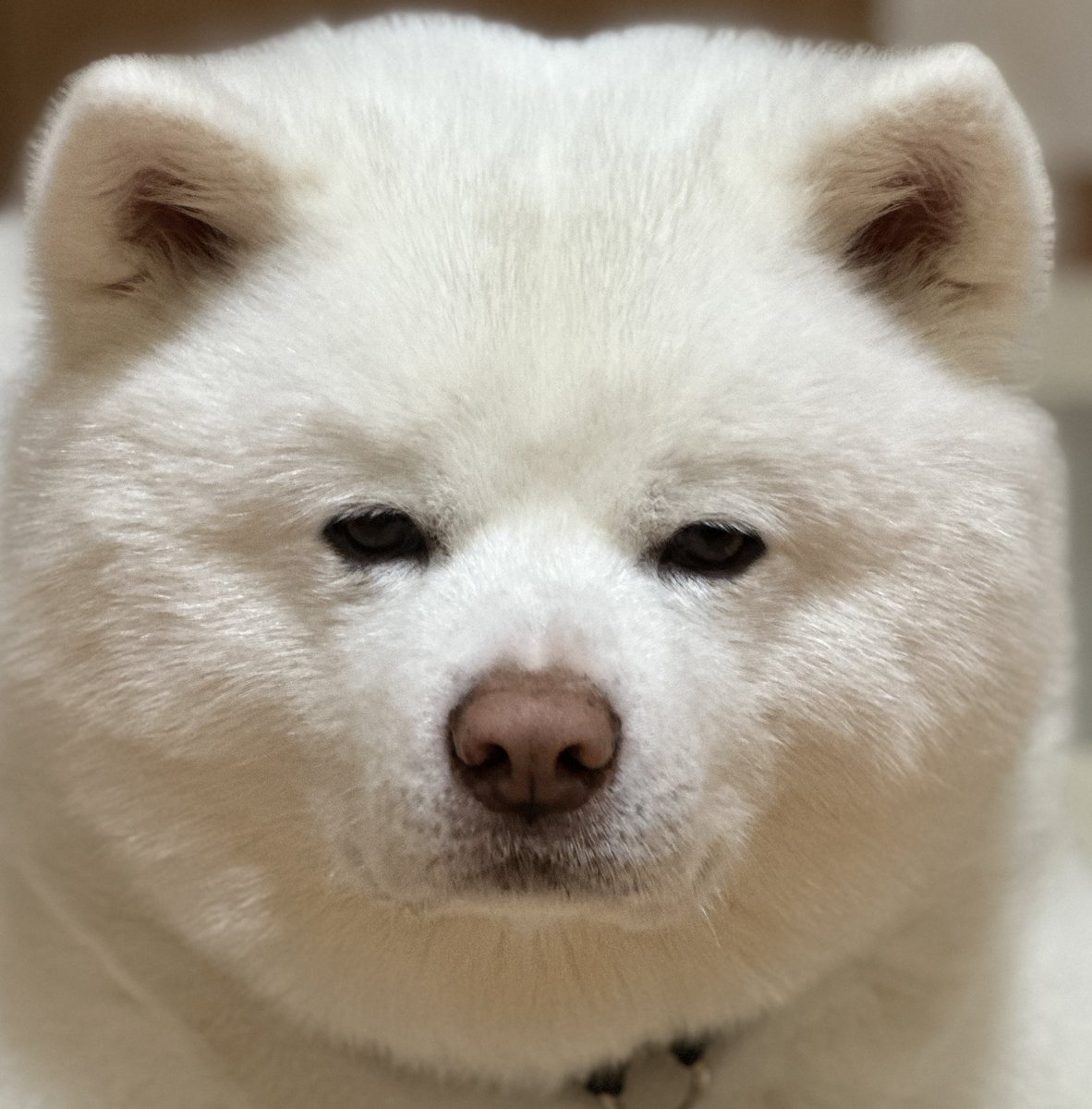 miqik's tweet image. ガム待ち🦴

 #秋田犬