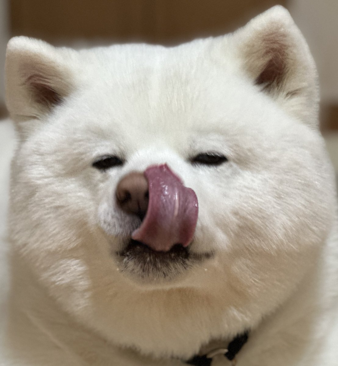 miqik's tweet image. ガム待ち🦴

 #秋田犬