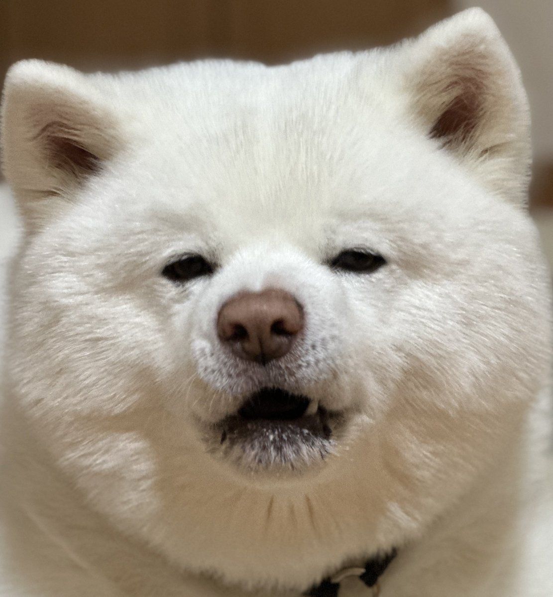 miqik's tweet image. ガム待ち🦴

 #秋田犬
