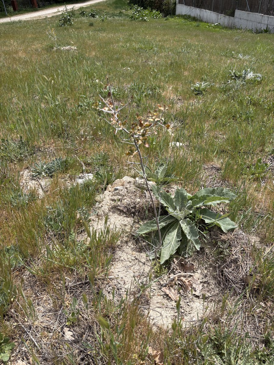 Mejorando Moral tweet media