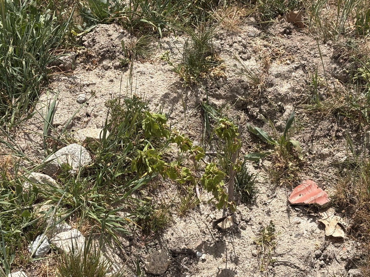 Mejorando Moral tweet media