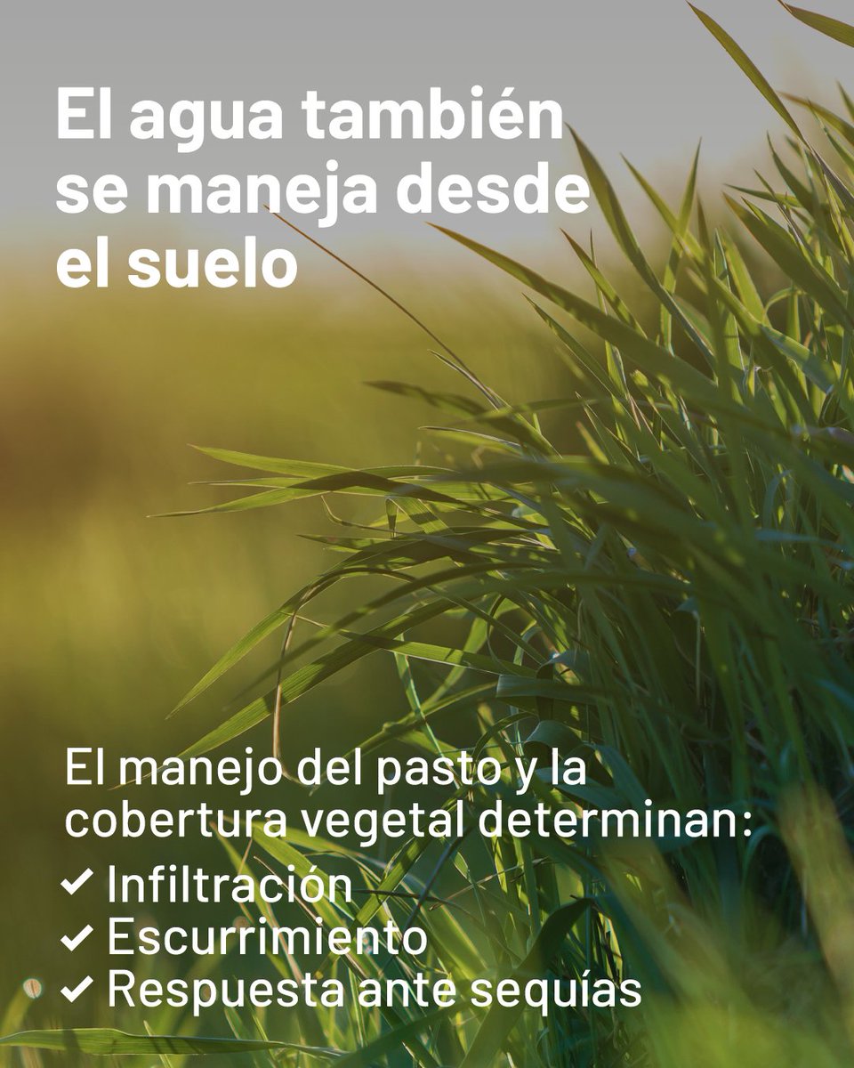 PROGANuy's tweet photo. En la ganadería pastoril, el agua es una variable productiva clave.

Su manejo impacta en el bienestar animal, la respuesta del pasto y la estabilidad del sistema frente a escenarios climáticos exigentes.

Gestionarla con criterio es producir mejor.

#PROGAN #AgroUY https://t.co/CBuWXArRET
