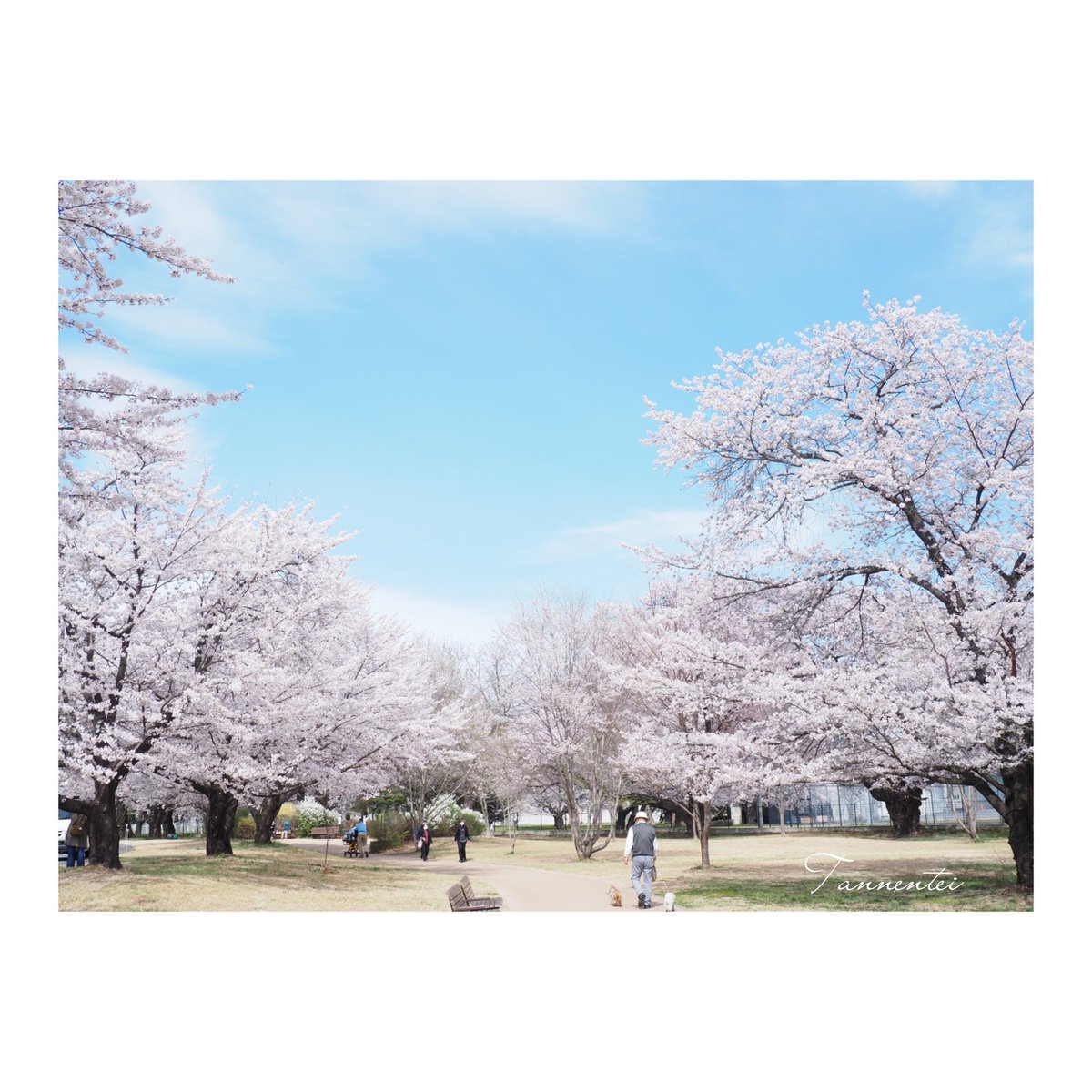 tannentei's tweet photo. 佐久医療センターの桜が満開です🌸
#旦念亭 #軽井沢 #佐久医療センター #佐久市 #桜 https://t.co/4pdSqjOh5K