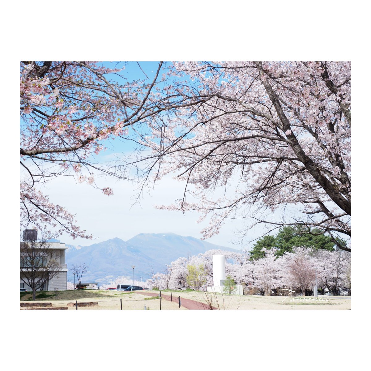 tannentei's tweet photo. 佐久医療センターの桜が満開です🌸
#旦念亭 #軽井沢 #佐久医療センター #佐久市 #桜 https://t.co/4pdSqjOh5K