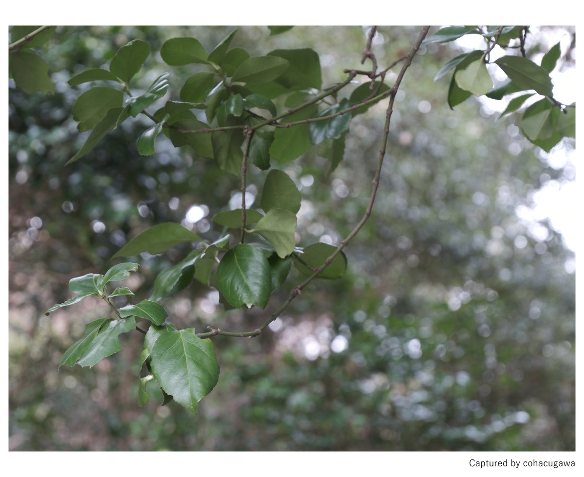 cohacunushi's tweet image. 睦月 : 朝 : 三 ｜ 09

修行2298 ｜ 01.11.2026

X-T5 + XF16-50mmF2.8-4.8 R LM WR
F4.8 1/25秒 ISO400 75mm相当

#fujifilm_xseries 
#SnapShot