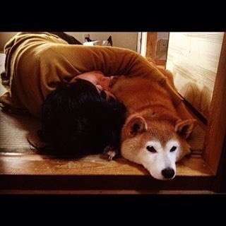 うちにいたあの子を思い出す