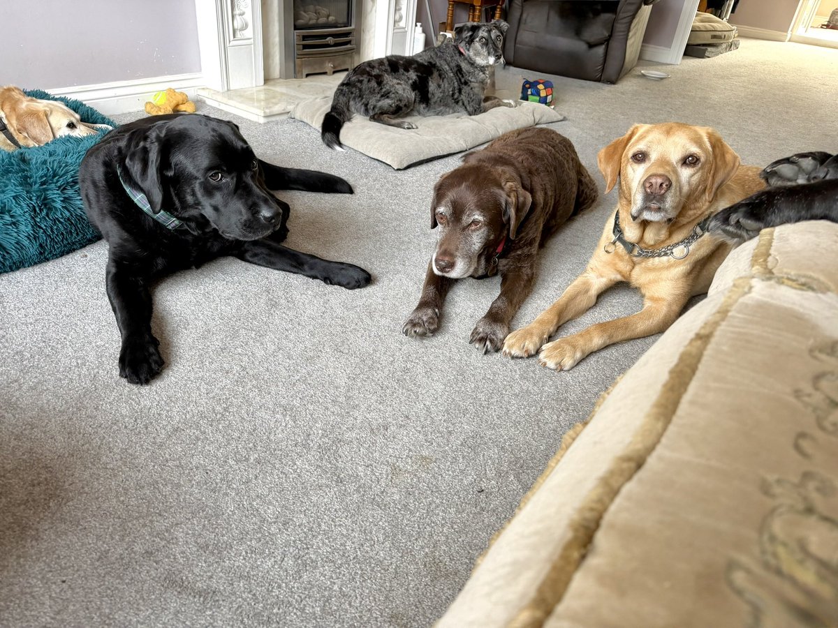 dogie_the's tweet image. Scuse me Hoomum, we is having da big famblee discussion bout muchly impawtant stuffs here. If yous want to help, we needs more foodables, fanks. #daPupskiPack