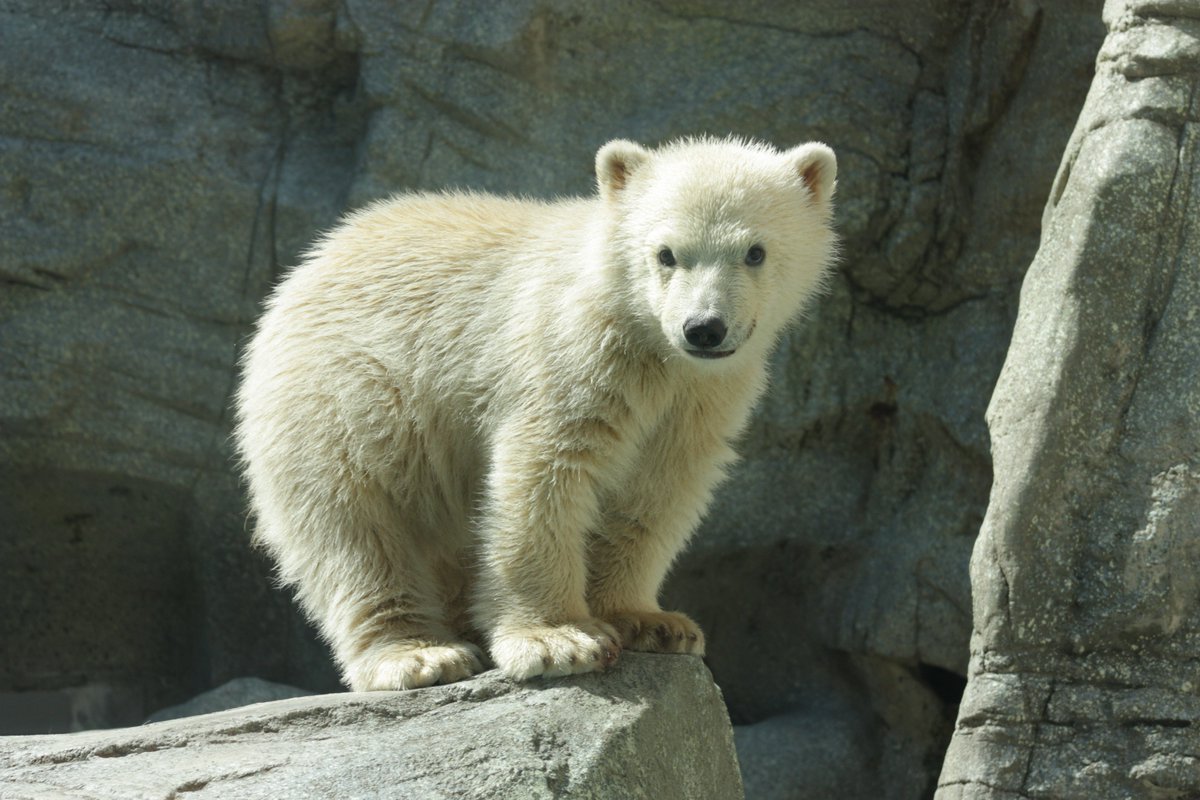 ©やっほーさん 𖤣𖥧𖥣｡𖥧 𖧧 𓃰 tweet media