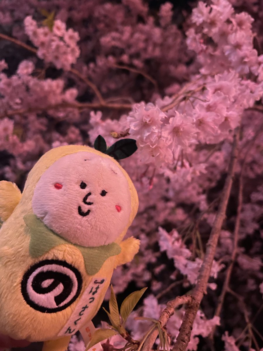 ぴょん吉はワズビル！ tweet media