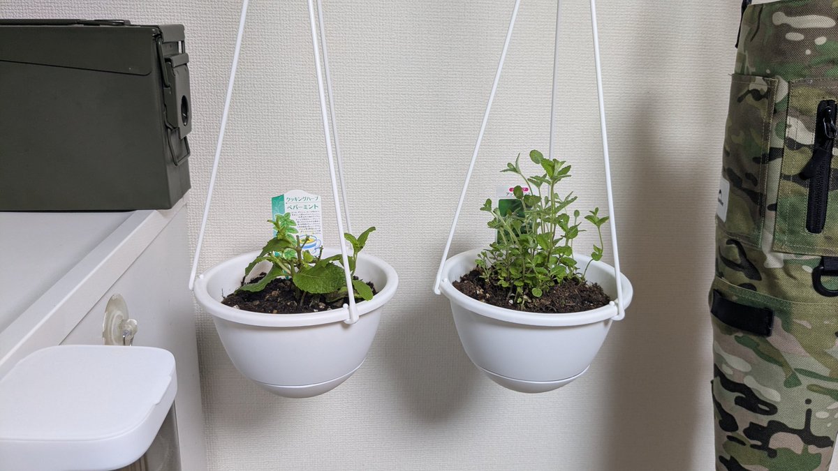 📸🍚おかわり君 tweet media