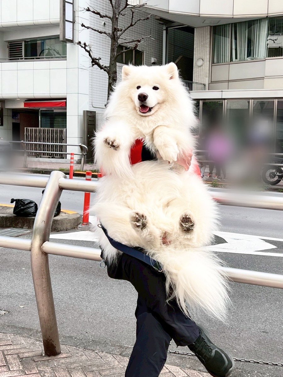 カフェのオープン待ち中、完全に注目集めてるサモエド🐻‍❄️

ちなみに27kgあります