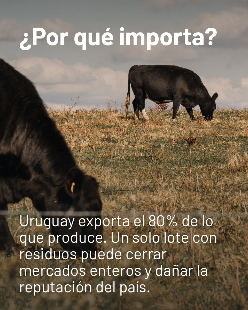 PROGANuy's tweet photo. El tiempo de espera no es opcional: es la llave de nuestros mercados. 

Respetar la carencia asegura carne inocua y protege el trabajo de todos.

¡Registrá cada aplicación! 📝🥩 

#PROGAN #GanaderíaUruguaya #AgroUY #CampoUruguayo #CarneUruguay https://t.co/Ufcvi1nakL