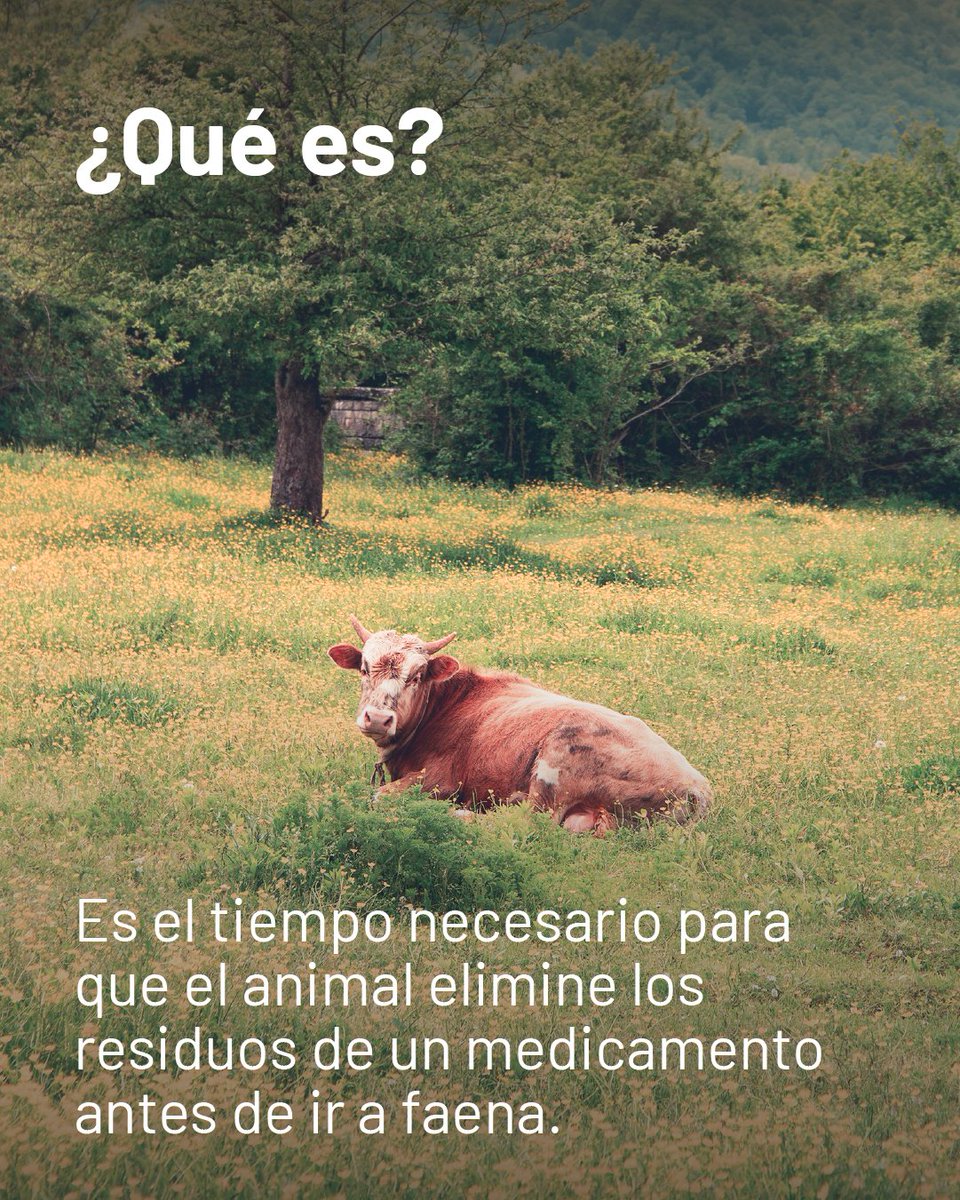 PROGANuy's tweet photo. El tiempo de espera no es opcional: es la llave de nuestros mercados. 

Respetar la carencia asegura carne inocua y protege el trabajo de todos.

¡Registrá cada aplicación! 📝🥩 

#PROGAN #GanaderíaUruguaya #AgroUY #CampoUruguayo #CarneUruguay https://t.co/Ufcvi1nakL
