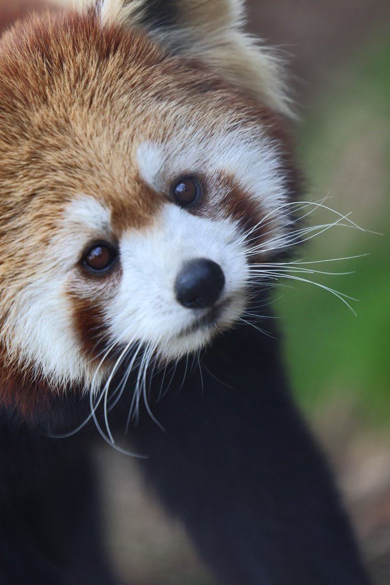 たまみお tweet media