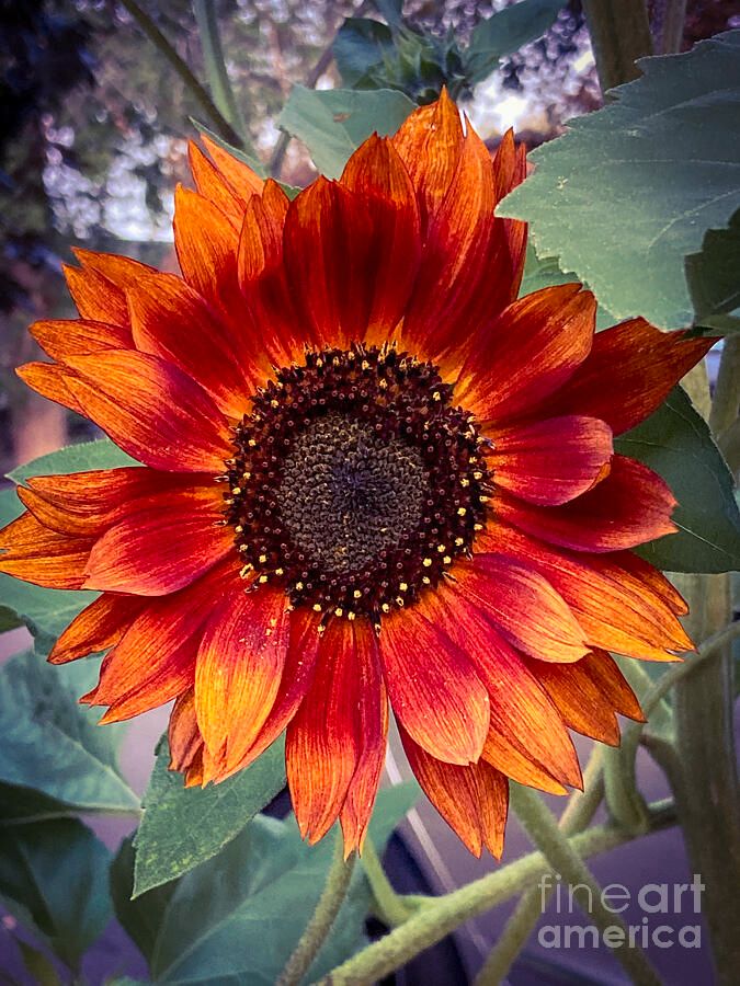 erinmdorffette's tweet image. #sunflower #firesunflower #red #fiery #flowers #fineartphotography #buyintoart #ArtoftheDay #Art #mybestwork #homedecor 

faa.savingmemoriesbymakingmemories.com/featured/fire-…