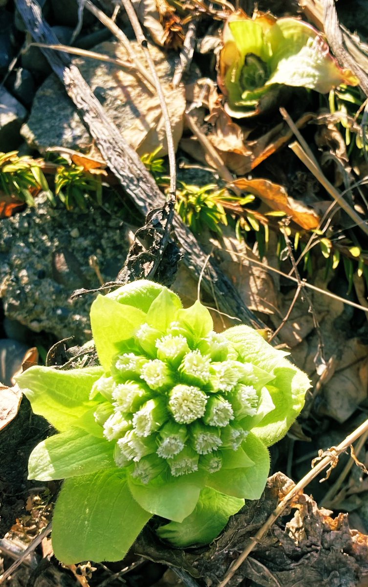 6番目の夕 tweet media