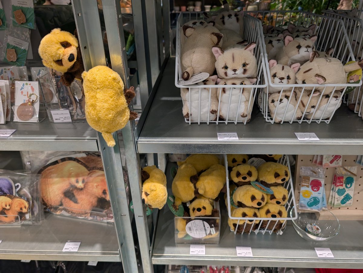 いぇ〜いっ🦡 tweet media