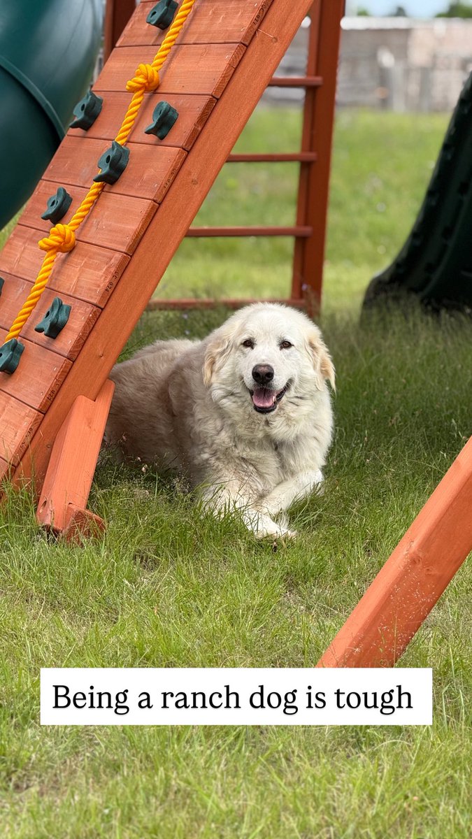 Layla’s Heart Ranch and Rescue tweet media