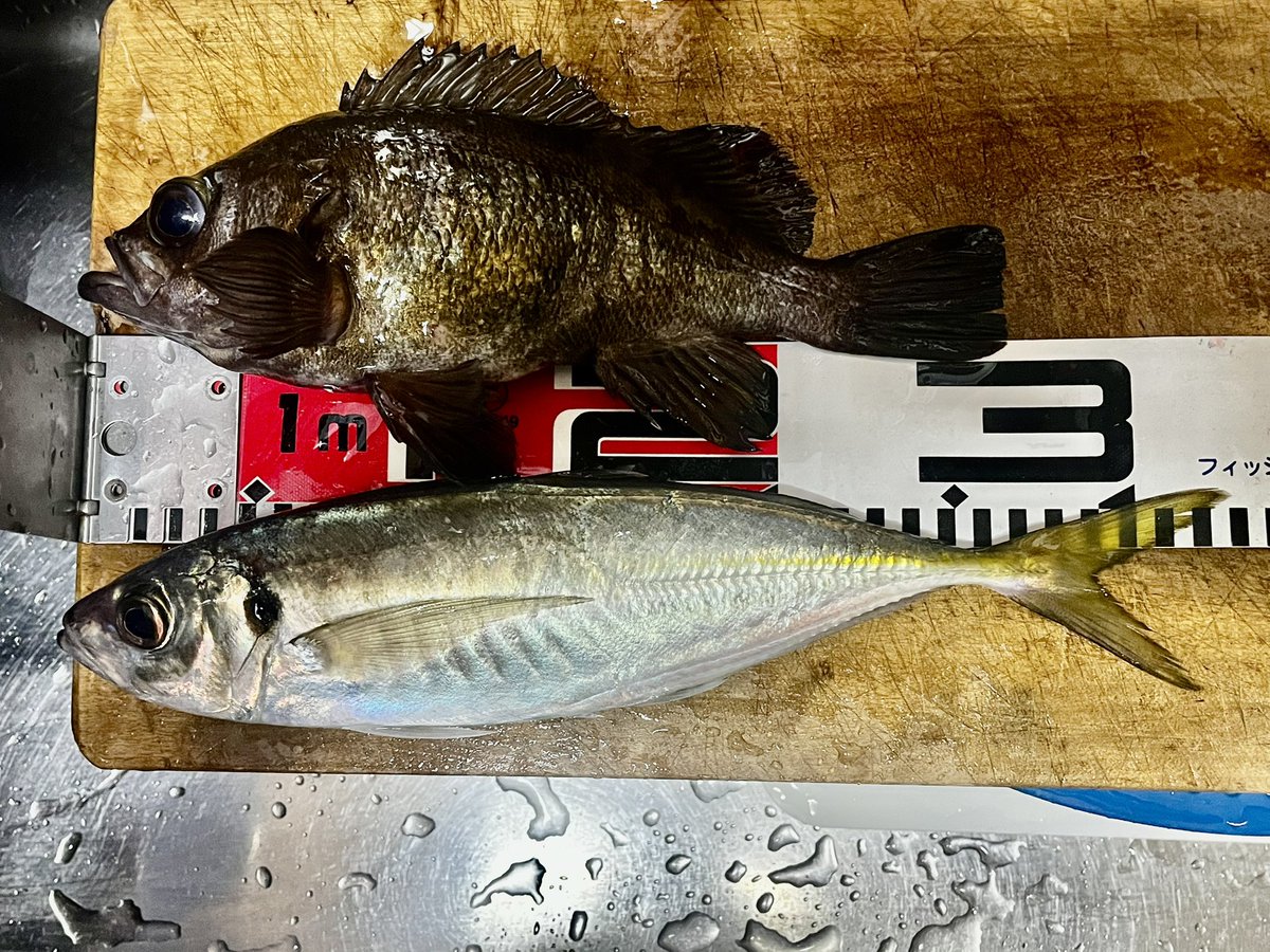 ꧁ AL_madengi ꧂ tweet media