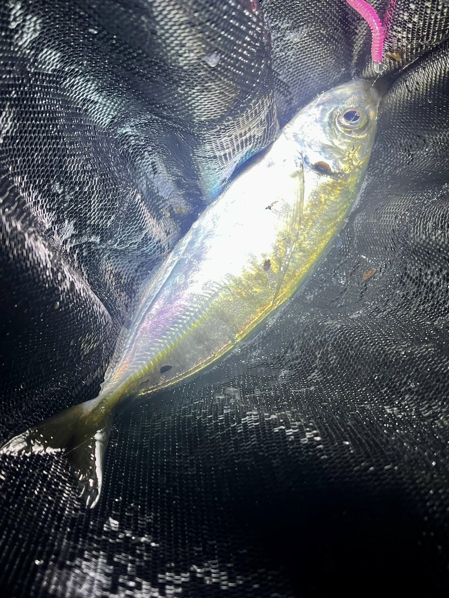 ꧁ AL_madengi ꧂ tweet media