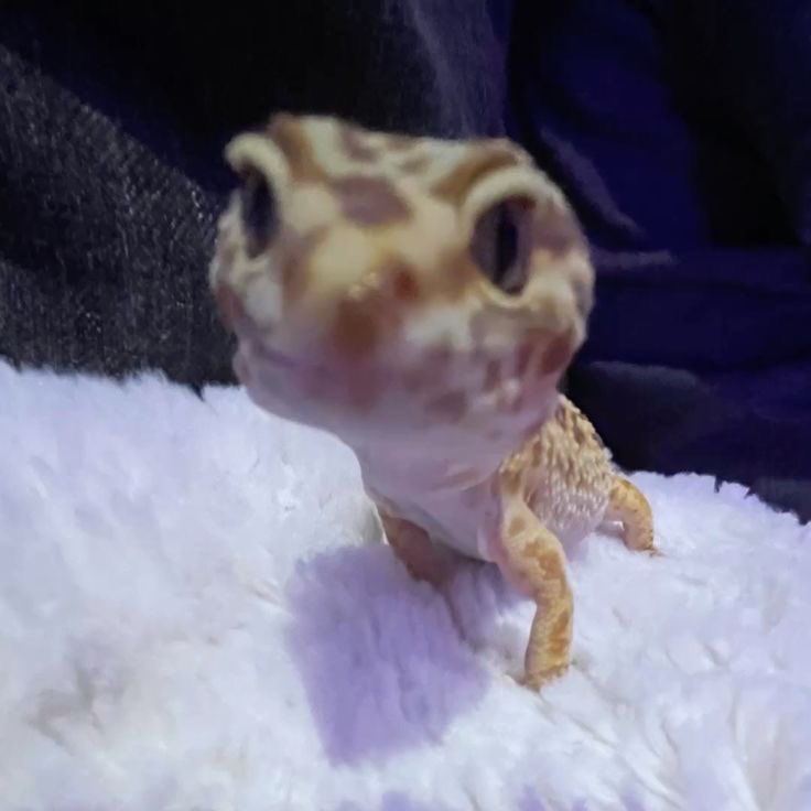 Lyzard_Jam's tweet image. Good morning