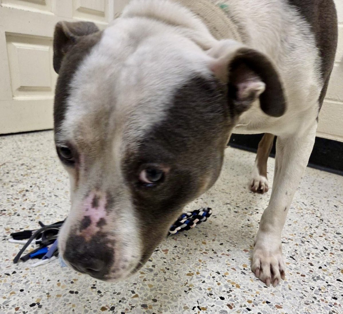 Donna Lac tweet media