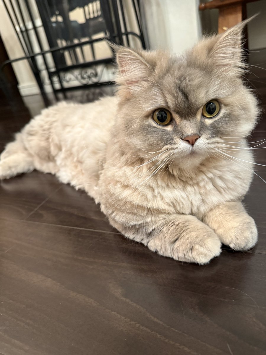 飯島颯 tweet media