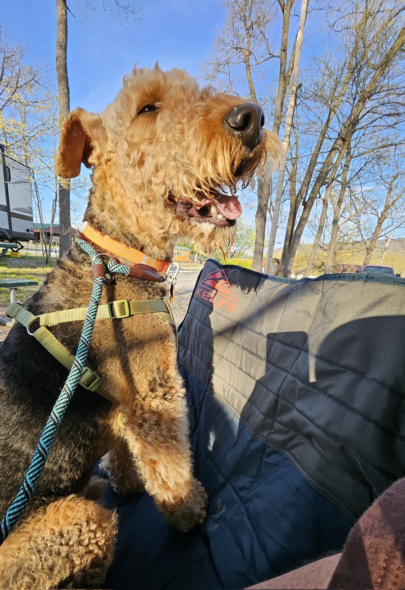 BuellerL's tweet image. Mom selected a couch instead of a chair so there is an extra seat for one of us! 🛋🐾

Great for a snuggle by a campfire.🪵 🔥🐾🐕

Wes has figured out he can roll in the dirt then sit on Dad's lap.

We're now shopping for an outdoor rug 😂🫶
#camping #dogsofX #rvlife