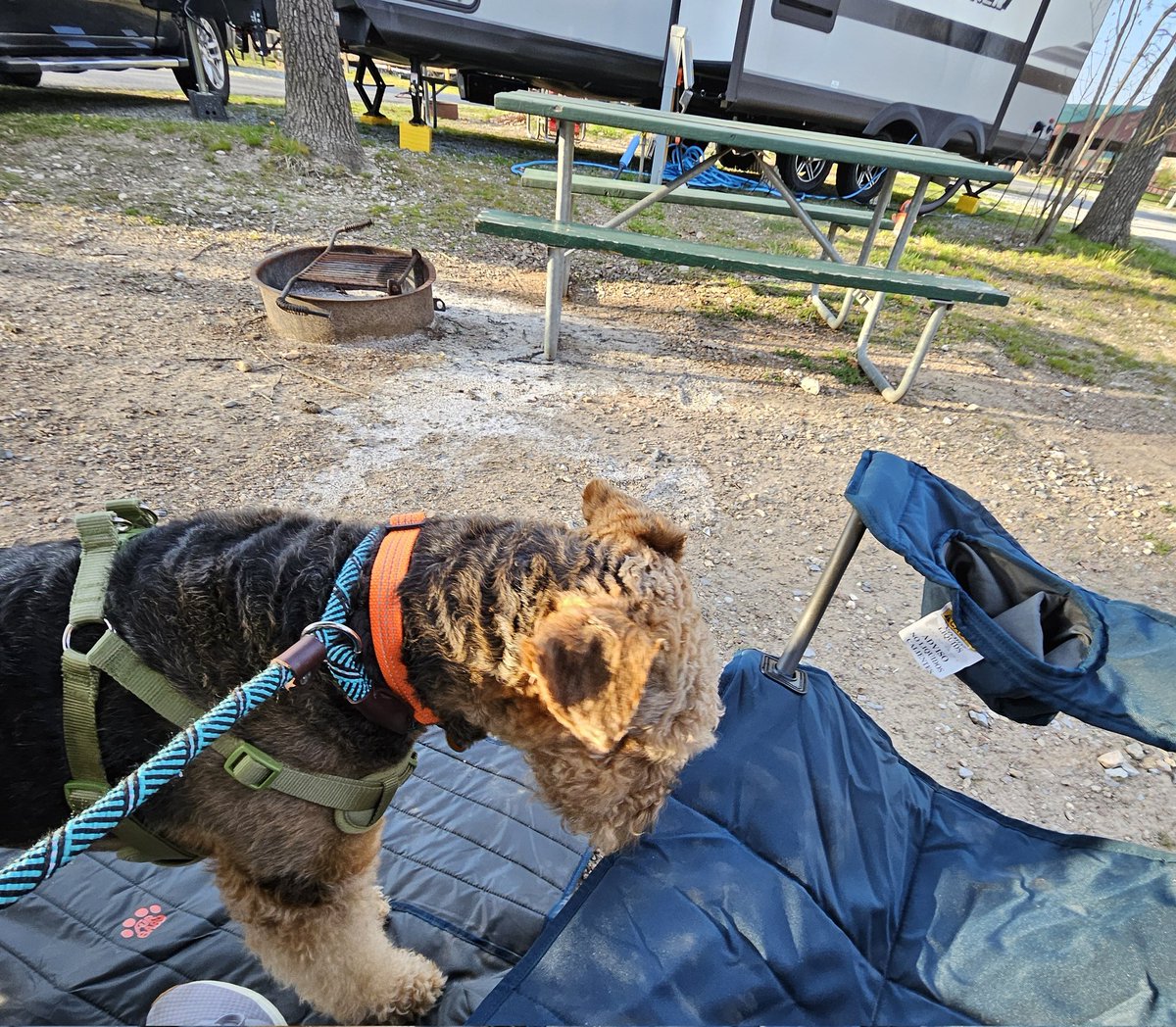 BuellerL's tweet image. Mom selected a couch instead of a chair so there is an extra seat for one of us! 🛋🐾

Great for a snuggle by a campfire.🪵 🔥🐾🐕

Wes has figured out he can roll in the dirt then sit on Dad's lap.

We're now shopping for an outdoor rug 😂🫶
#camping #dogsofX #rvlife