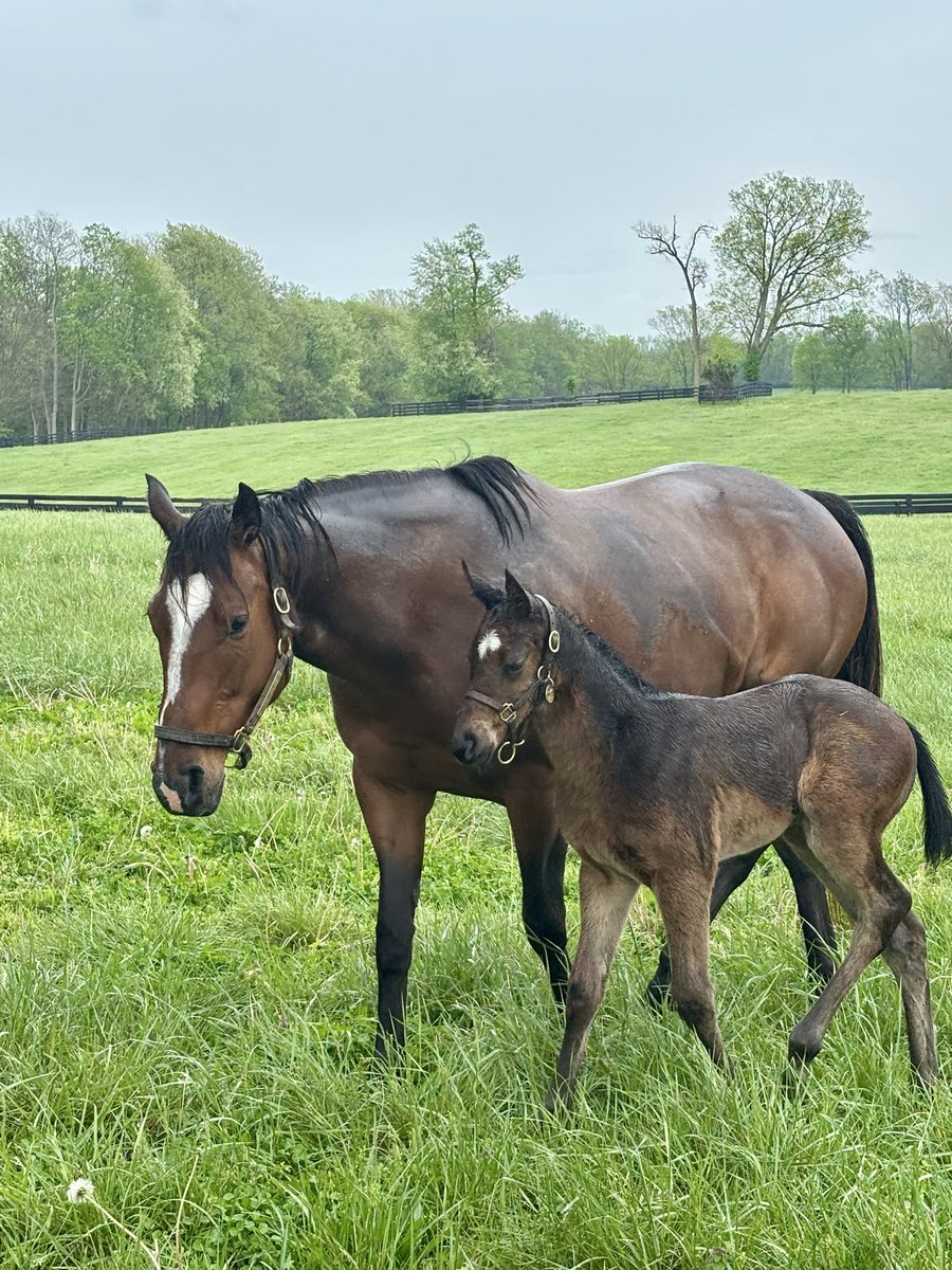 Kaylie Shapiro tweet media