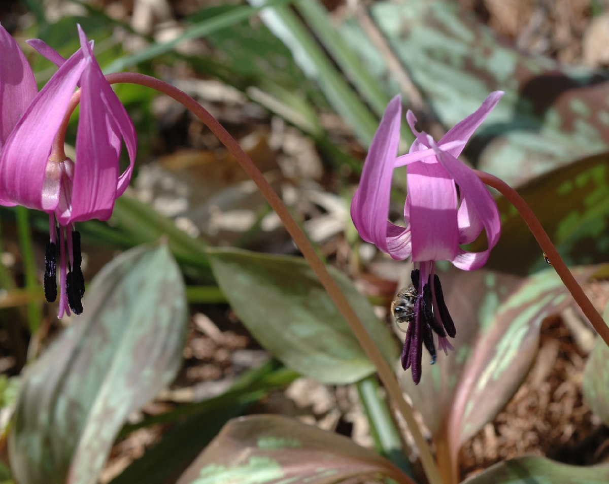 Makoto Yosinari tweet media