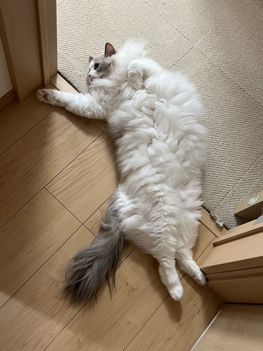 ragdoll_mellow's tweet photo. 🕺
#マイケルチャレンジ https://t.co/GniZC1YYrH