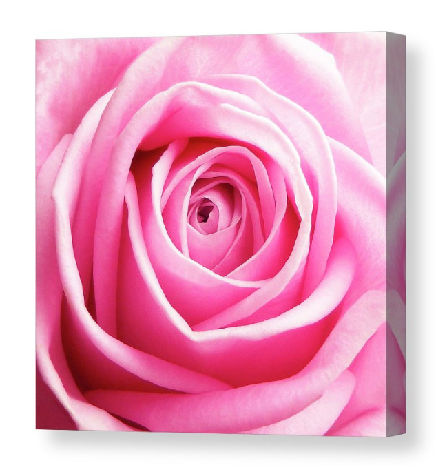 HurmerintaArt's tweet image. For all who love pink roses.
Wall art, cards and home decor.

Welcome to: johanna-hurmerinta.pixels.com

#pink #rose #mothersday #birthdays #photography #artistmade