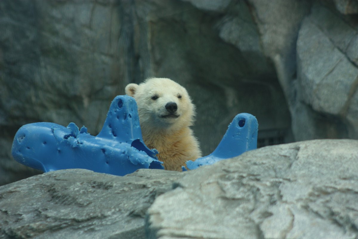 ©やっほーさん 𖤣𖥧𖥣｡𖥧 𖧧 𓃰 tweet media