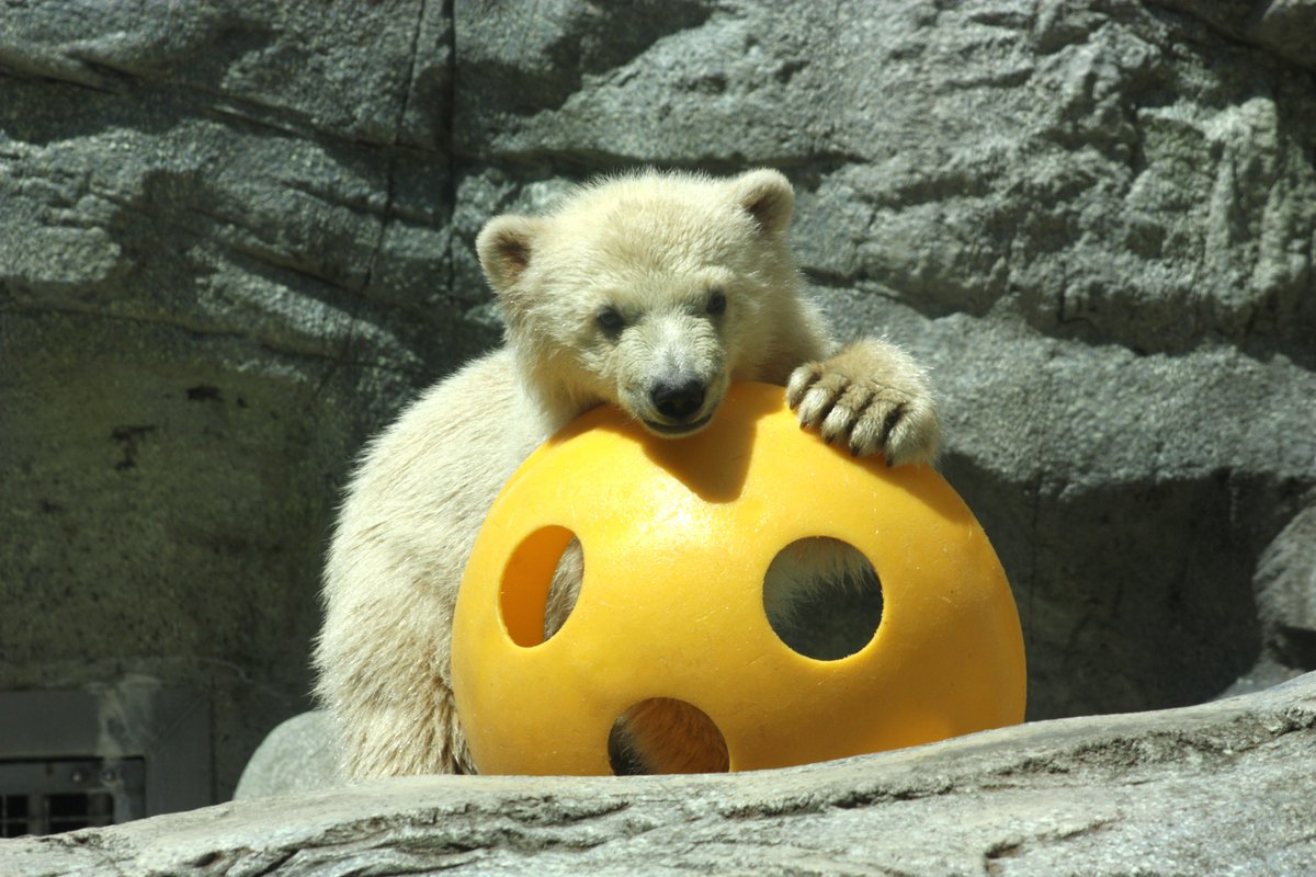 ©やっほーさん 𖤣𖥧𖥣｡𖥧 𖧧 𓃰 tweet media