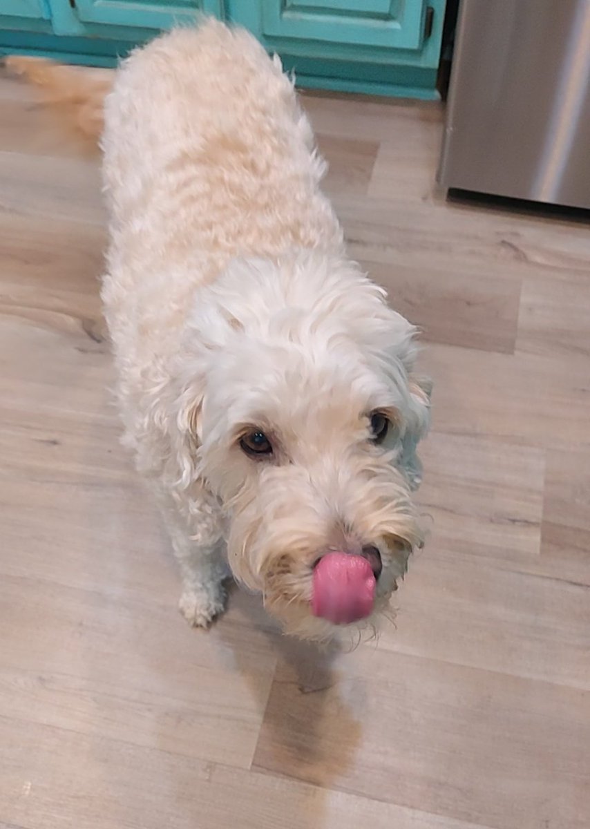 ArieDoodle's tweet image. Don't mind me just cleaning my nose with my tongue I bet you hoomans wish you could do that! 👅😋😂
#TongueOutTuesday #dogs #GRC #AriesWorld