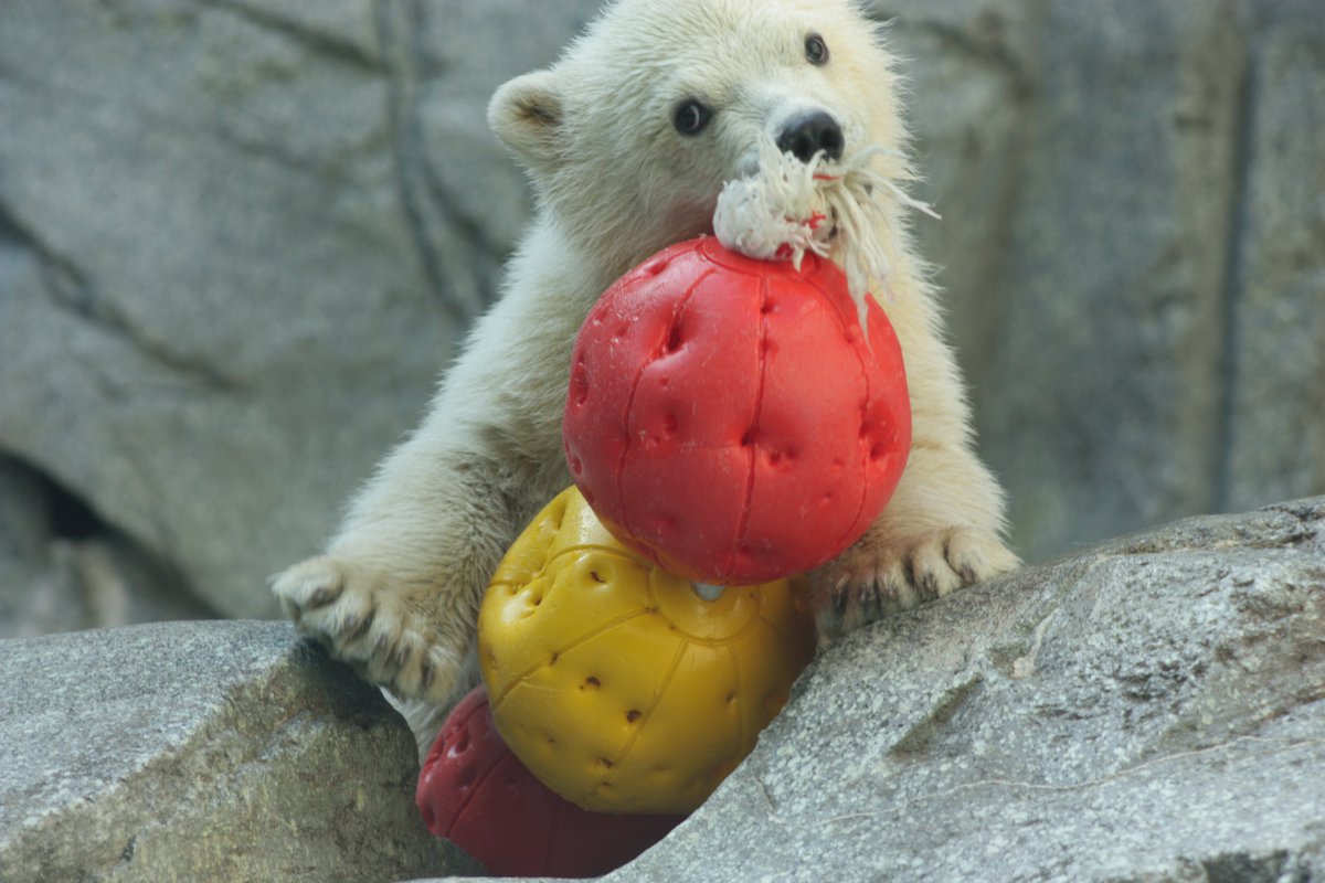 ©やっほーさん 𖤣𖥧𖥣｡𖥧 𖧧 𓃰 tweet media