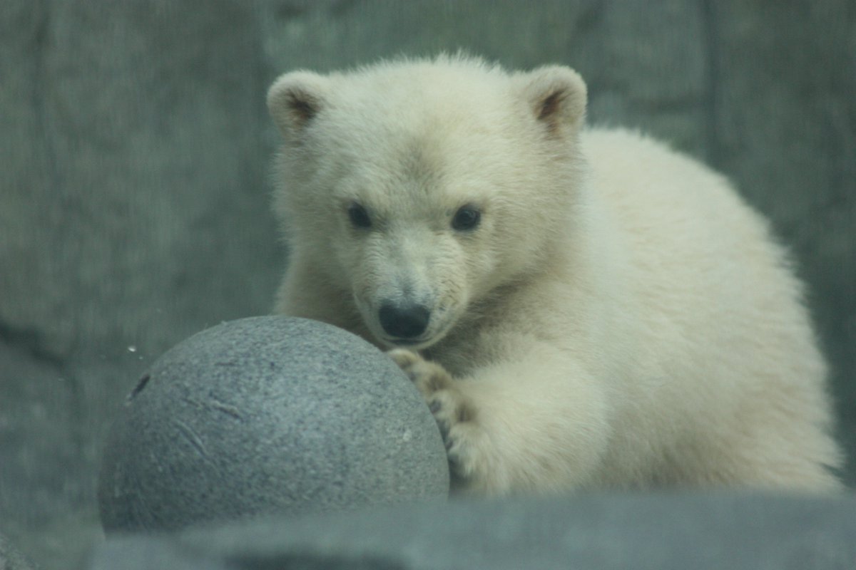 ©やっほーさん 𖤣𖥧𖥣｡𖥧 𖧧 𓃰 tweet media