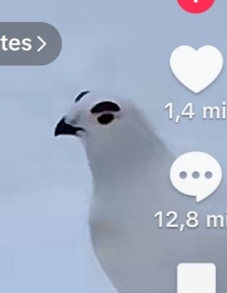 lud letal tweet media