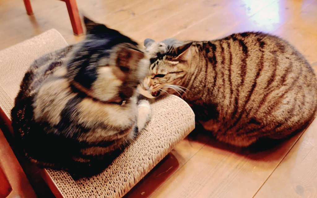 マリコ★デラックス tweet media