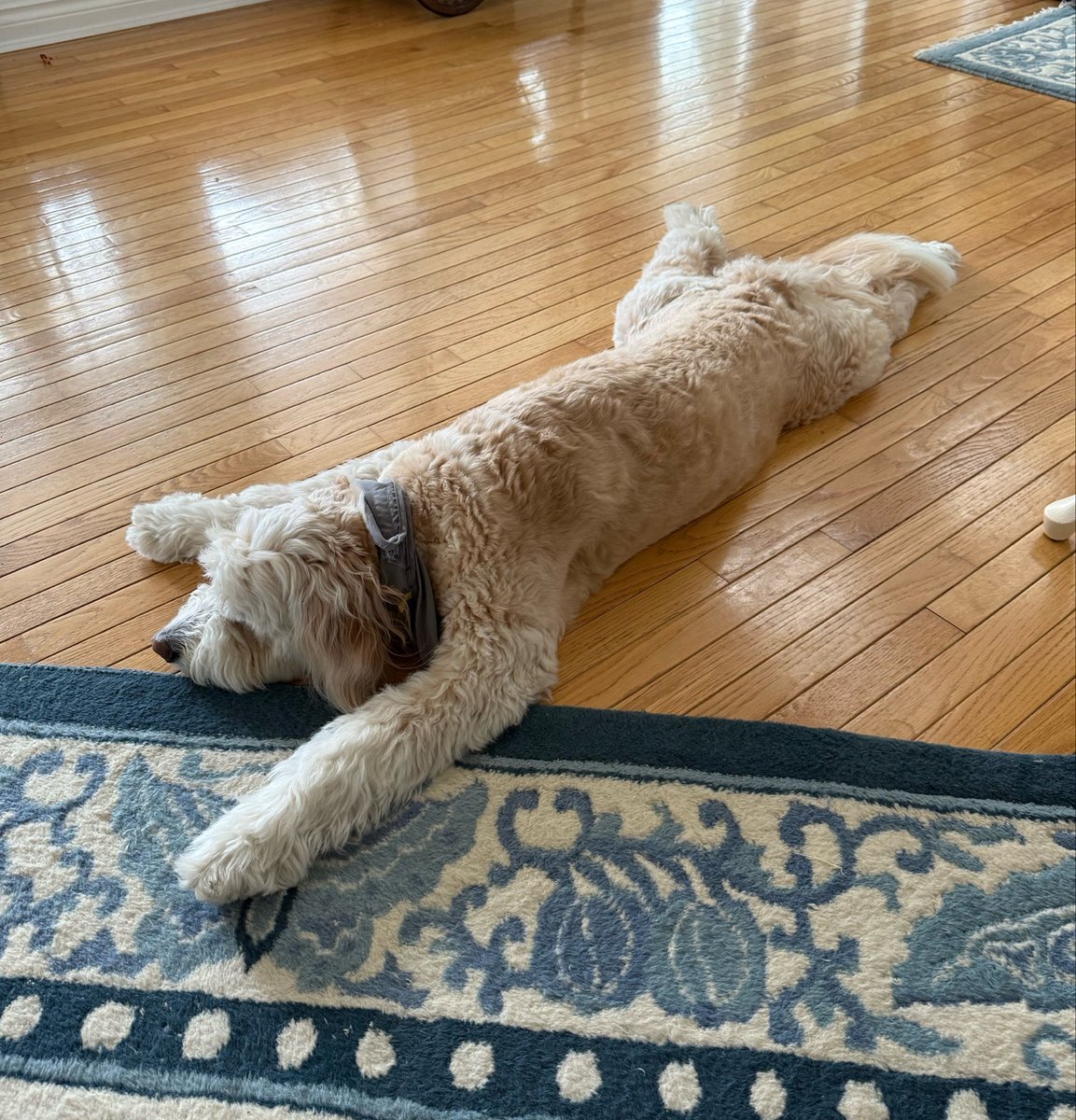 Adventures Of Skye tweet media