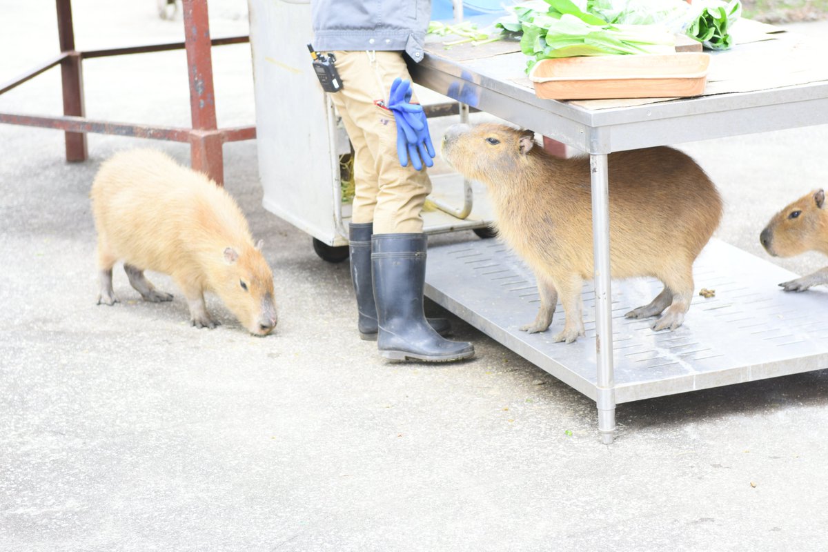 GWは岩手県の北の方にある温泉に行くことにしました。
温泉宿だとお高いので、温泉の大浴場のあるビジネスホテルですが…
#カピバラ
#伊豆アニマルキングダム