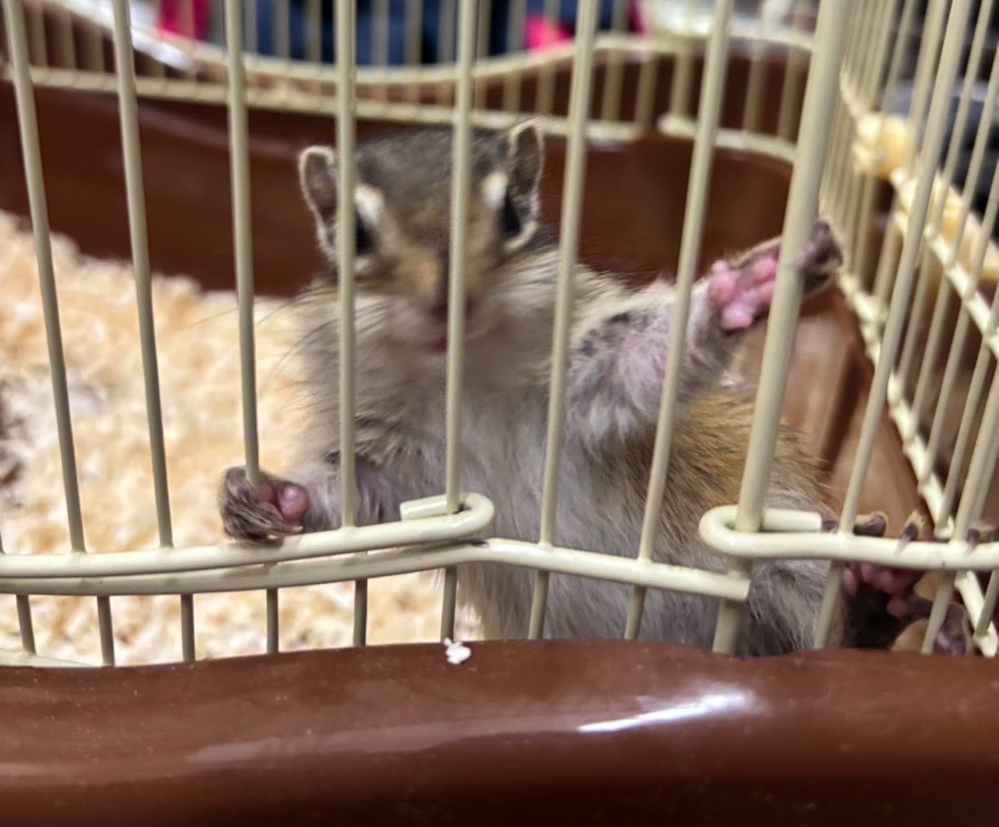 S2021coconuts's tweet photo. 初めましてこんばんは🐿

今日から家族になった
トトくんです🐿💕

いっぱい思い出作ろうね🐿ෆ˚*

よろしくお願いしますꕤ︎︎·͜·

#シマリス 
#新しい家族 
#シマリスベビー https://t.co/mkWnaCw4sC