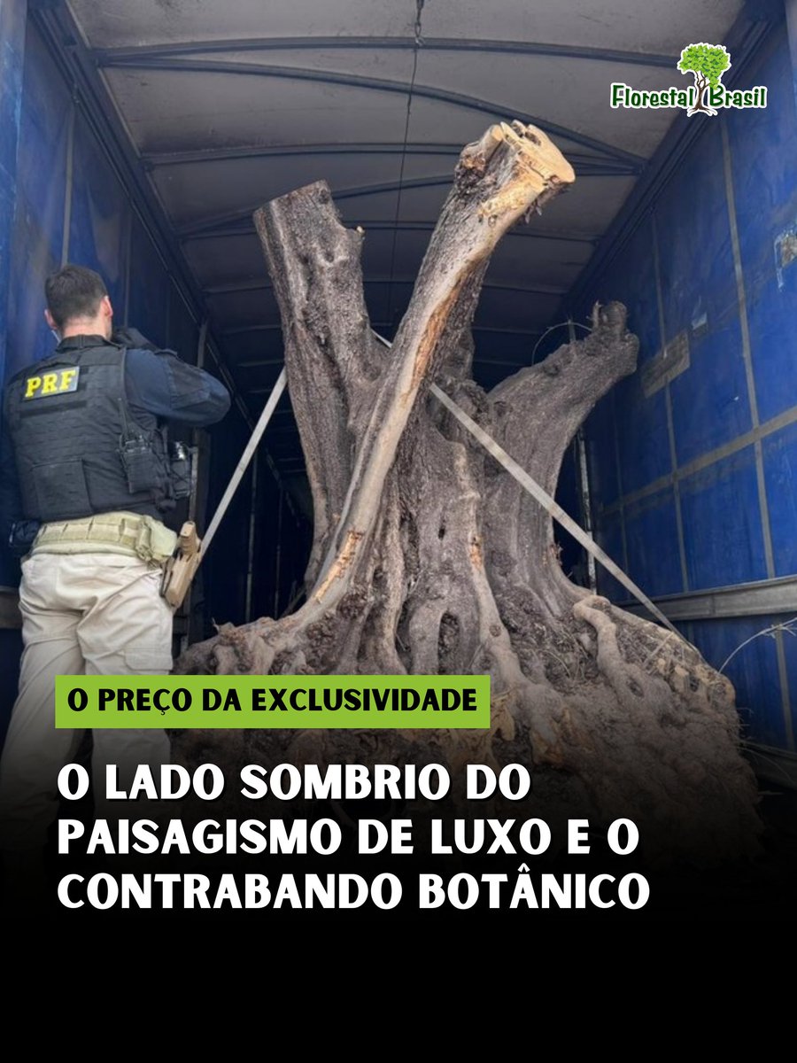 Florestal Brasil 🌳 tweet media