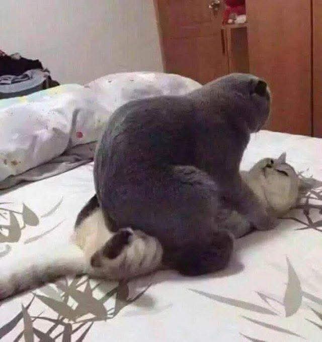 もふもふ天国🙀🐶🎊 tweet media