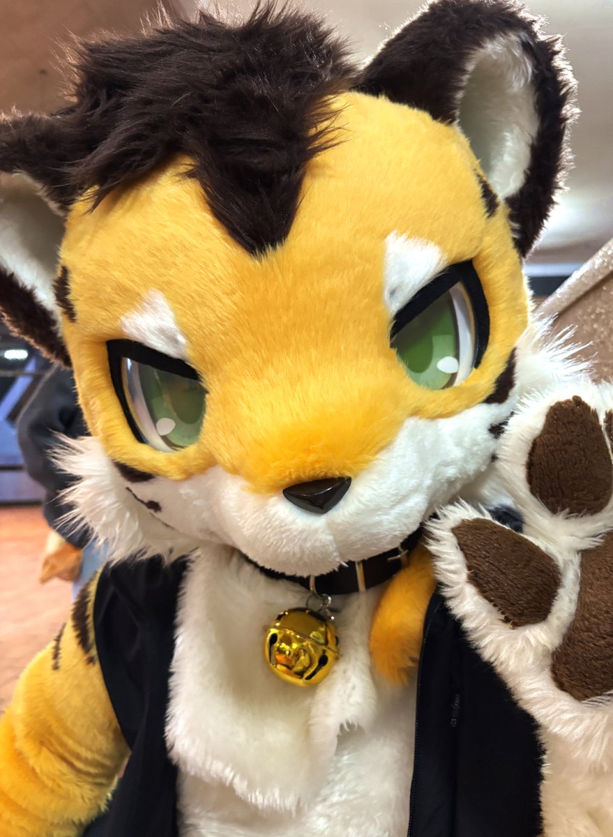 こりいぬ tweet media