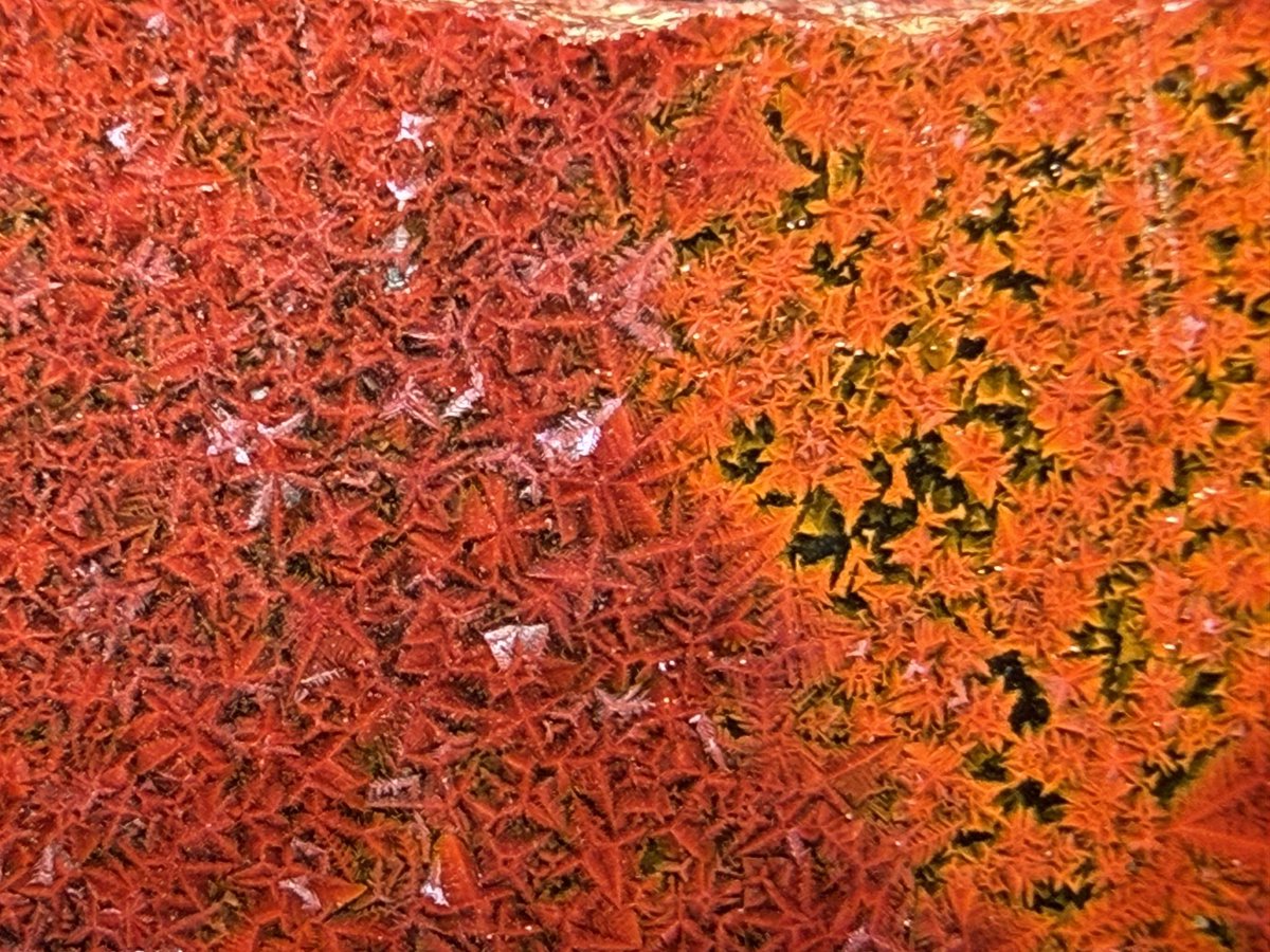 withagate's tweet image. 紅葉石と紅葉🍁
 #魅力ある赤を見せてください見た人全員強制