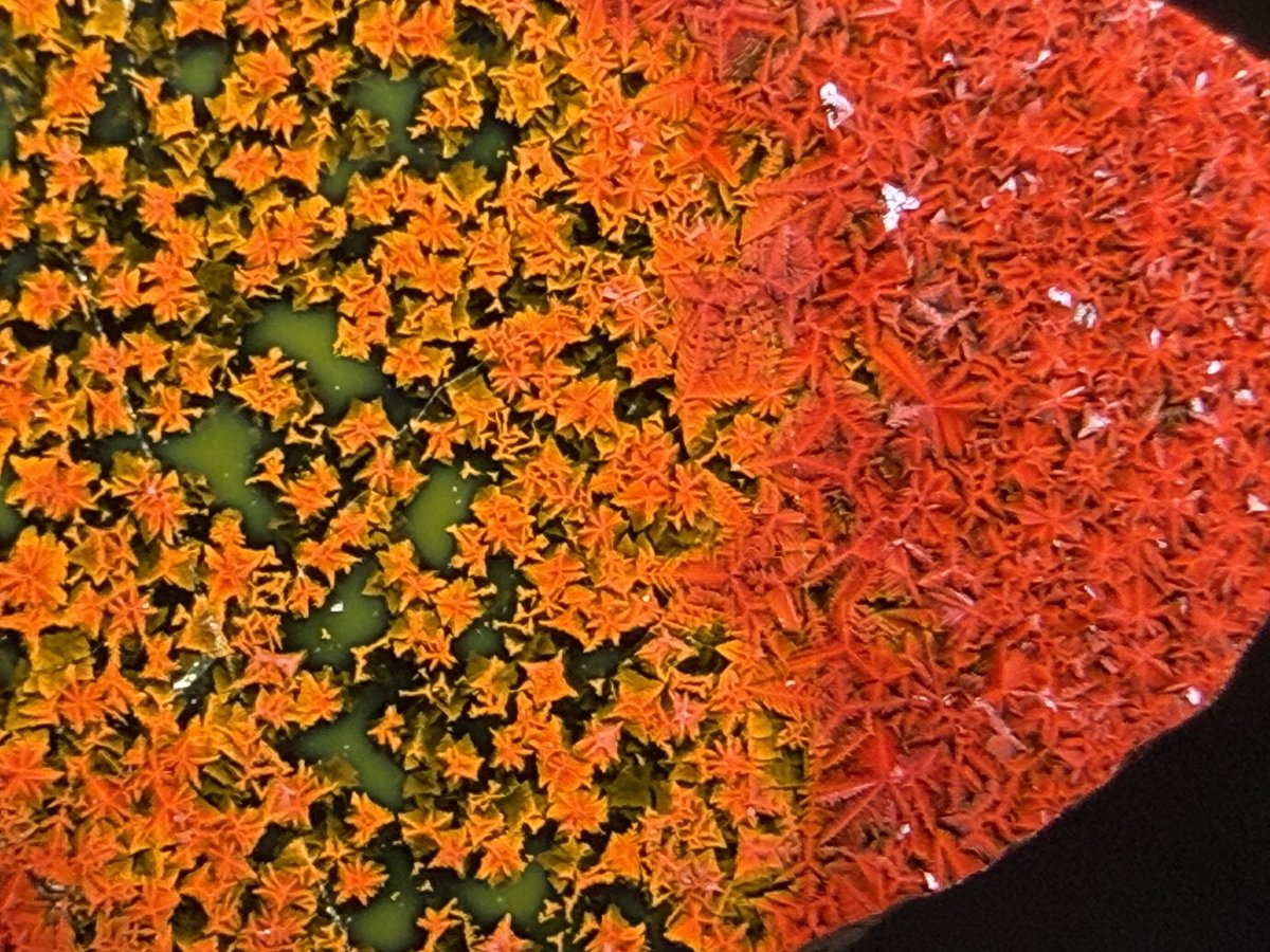 withagate's tweet image. 紅葉石と紅葉🍁
 #魅力ある赤を見せてください見た人全員強制